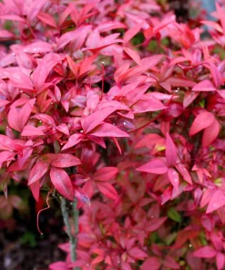 50 Heavenly Bamboo Nandina Domestica Seeds - Pink Red Sun Shade Shrub - Image 1