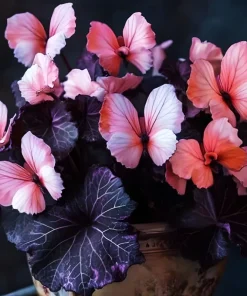 50 Heirloom Pink Butterfly Coleus Seeds - Rare Ornamental Foliage Plant - Image 5