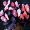 50 Heirloom Pink Butterfly Coleus Seeds - Rare Ornamental Foliage Plant - Image 1