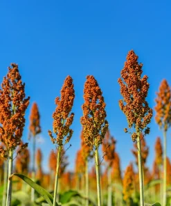 50 Honey Drip Sorghum Seeds - Bicolor Honey Drop Syrup Grain Vegetable Seeds - Image 2