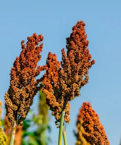 50 Honey Drip Sorghum Seeds - Bicolor Honey Drop Syrup Grain Vegetable Seeds - Image 3