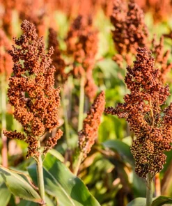 50 Honey Drip Sorghum Seeds - Bicolor Honey Drop Syrup Grain Vegetable Seeds - Image 4