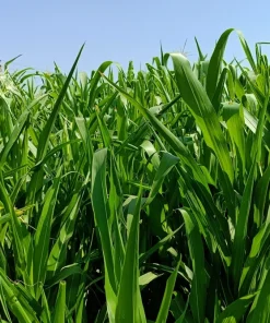 50 Honey Drip Sorghum Seeds - Bicolor Honey Drop Syrup Grain Vegetable Seeds - Image 6