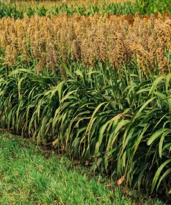 50 Honey Drip Sorghum Seeds - Bicolor Honey Drop Syrup Grain Vegetable Seeds - Image 7