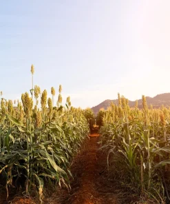 50 Honey Drip Sorghum Seeds - Bicolor Honey Drop Syrup Grain Vegetable Seeds - Image 8