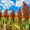 50 Honey Drip Sorghum Seeds - Bicolor Honey Drop Syrup Grain Vegetable Seeds - Image 1
