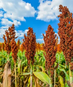50 Honey Drip Sorghum Seeds - Bicolor Honey Drop Syrup Grain Vegetable Seeds - Image 1