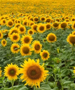 50 Hopi Black Dye Sunflower Seeds - Helianthus Annuus for Garden - Image 2