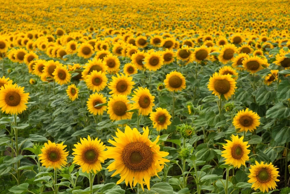 50 Hopi Black Dye Sunflower Seeds - Helianthus Annuus for Garden - Image 2