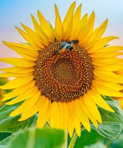 50 Hopi Black Dye Sunflower Seeds - Helianthus Annuus for Garden - Image 4