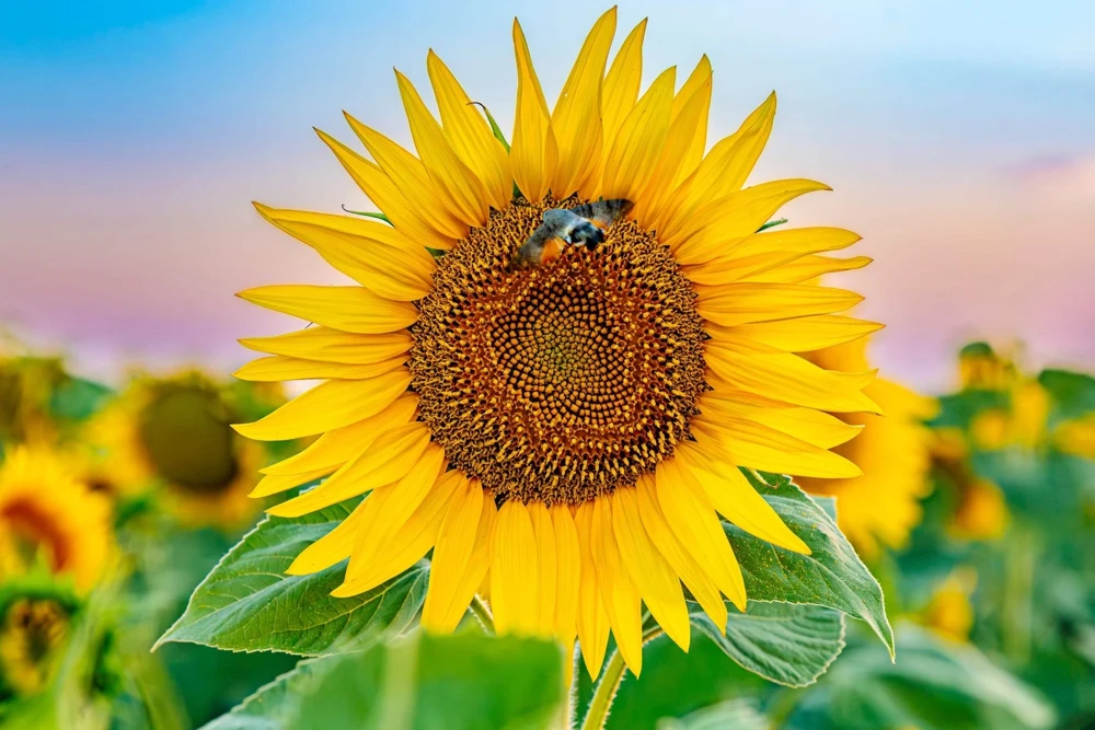 50 Hopi Black Dye Sunflower Seeds - Helianthus Annuus for Garden - Image 4
