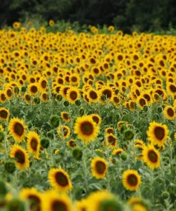50 Hopi Black Dye Sunflower Seeds - Helianthus Annuus for Garden - Image 5