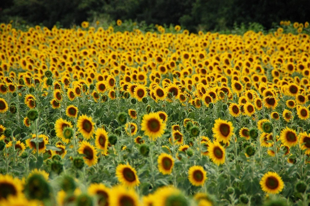 50 Hopi Black Dye Sunflower Seeds - Helianthus Annuus for Garden - Image 5