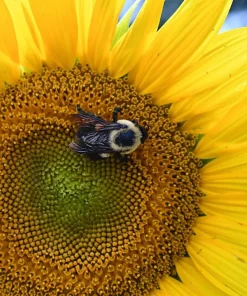 50 Hopi Black Dye Sunflower Seeds - Helianthus Annuus for Garden - Image 6