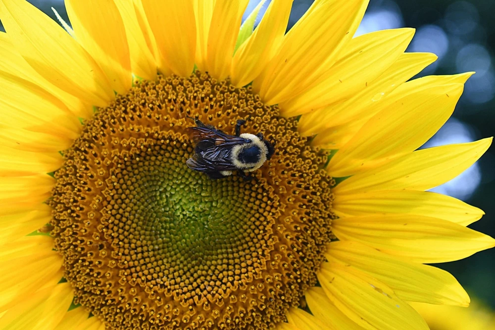 50 Hopi Black Dye Sunflower Seeds - Helianthus Annuus for Garden - Image 6