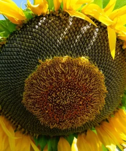 50 Hopi Black Dye Sunflower Seeds - Helianthus Annuus for Garden - Image 7