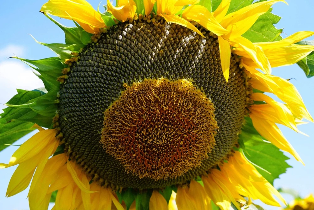 50 Hopi Black Dye Sunflower Seeds - Helianthus Annuus for Garden - Image 7
