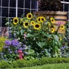 50 Hopi Black Dye Sunflower Seeds - Helianthus Annuus for Garden - Image 1