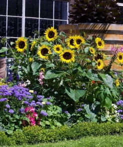 50 Hopi Black Dye Sunflower Seeds - Helianthus Annuus for Garden - Image 1