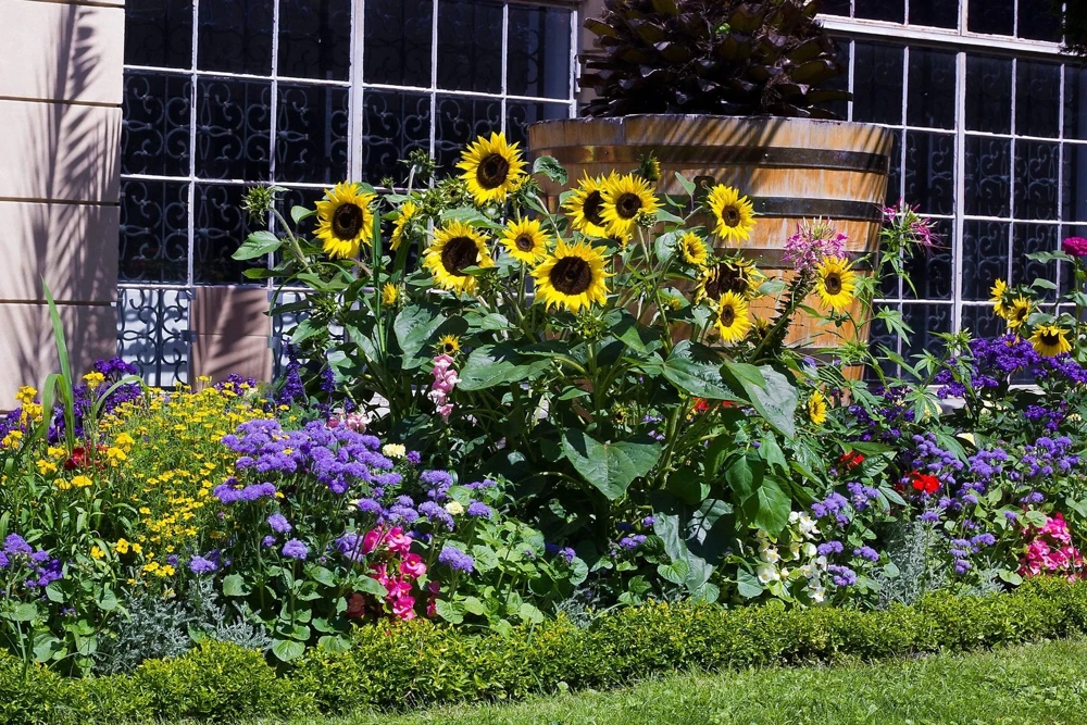 50 Hopi Black Dye Sunflower Seeds - Helianthus Annuus for Garden - Image 1