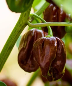 50 Hot Brown Habanero Pepper Seeds - Capsicum Chinense - Image 2