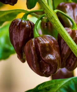 50 Hot Brown Habanero Pepper Seeds - Capsicum Chinense - Image 3
