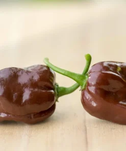 50 Hot Brown Habanero Pepper Seeds - Capsicum Chinense - Image 4