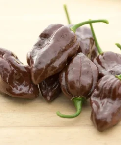 50 Hot Brown Habanero Pepper Seeds - Capsicum Chinense - Image 5