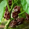 50 Hot Brown Habanero Pepper Seeds - Capsicum Chinense - Image 1