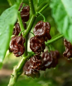 50 Hot Brown Habanero Pepper Seeds - Capsicum Chinense - Image 1