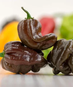 50 Hot Brown Habanero Pepper Seeds - Capsicum Chinense - Image 6