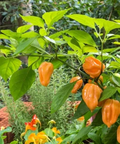 50 Hot Orange Habanero Pepper Seeds - Capsicum Chinense Vegetable Seeds - Image 2
