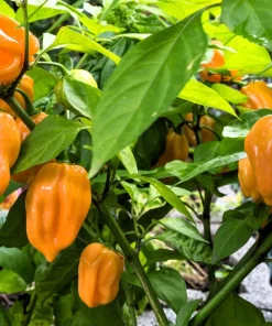 50 Hot Orange Habanero Pepper Seeds - Capsicum Chinense Vegetable Seeds - Image 3