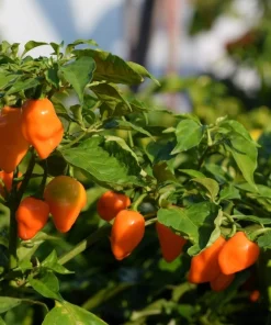 50 Hot Orange Habanero Pepper Seeds - Capsicum Chinense Vegetable Seeds - Image 4