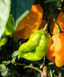 50 Hot Orange Habanero Pepper Seeds - Capsicum Chinense Vegetable Seeds - Image 5