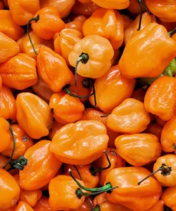 50 Hot Orange Habanero Pepper Seeds - Capsicum Chinense Vegetable Seeds - Image 6