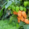 50 Hot Orange Habanero Pepper Seeds - Capsicum Chinense Vegetable Seeds - Image 1