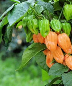 50 Hot Orange Habanero Pepper Seeds - Capsicum Chinense Vegetable Seeds - Image 1