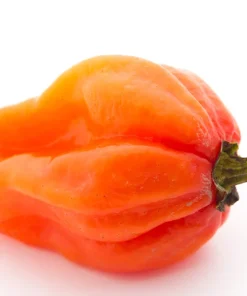 50 Hot Orange Habanero Pepper Seeds - Capsicum Chinense Vegetable Seeds - Image 7
