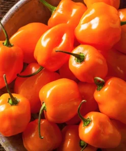 50 Hot Orange Habanero Pepper Seeds - Capsicum Chinense Vegetable Seeds - Image 8