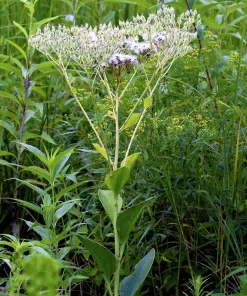 50 Indian Plantain Seeds - Cacalia Muhlenbergii White Flower Seeds - Image 2