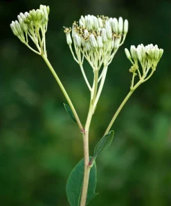 50 Indian Plantain Seeds - Cacalia Muhlenbergii White Flower Seeds - Image 3