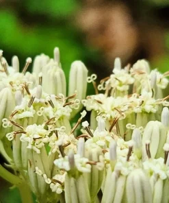 50 Indian Plantain Seeds - Cacalia Muhlenbergii White Flower Seeds - Image 4