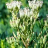 50 Indian Plantain Seeds - Cacalia Muhlenbergii White Flower Seeds - Image 1