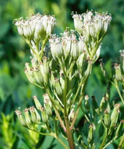 50 Indian Plantain Seeds - Cacalia Muhlenbergii White Flower Seeds - Image 1