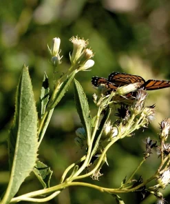 50 Indian Plantain Seeds - Cacalia Muhlenbergii White Flower Seeds - Image 5