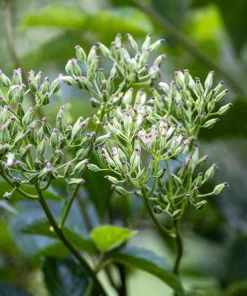50 Indian Plantain Seeds - Cacalia Muhlenbergii White Flower Seeds - Image 6