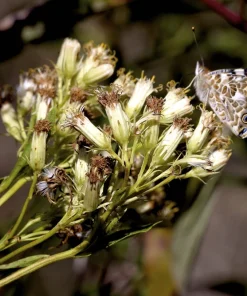 50 Indian Plantain Seeds - Cacalia Muhlenbergii White Flower Seeds - Image 7