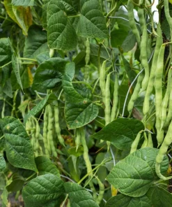 50 Iron Clay Cowpea Seeds - Forage Food Plot & Soil Builder - Image 3