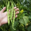 50 Iron Clay Cowpea Seeds - Forage Food Plot & Soil Builder - Image 1